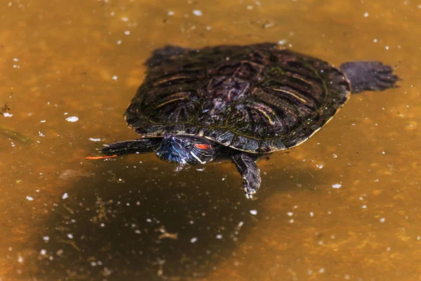 Küçük Orman Gölet Bir Obaknovennaya Marsh Kaplumbağa Kırmızı Kulaklı Bataklık — Stok fotoğraf