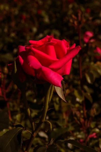 Mooie Bloeiende Rode Roos Groeit Het Najaar Tuin Tegen Achtergrond — Stockfoto