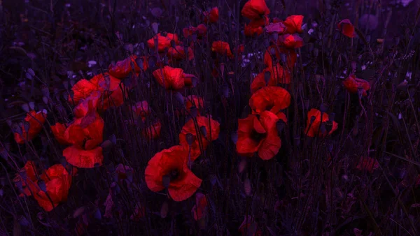 Fiori Papaveri Rossi Fioriscono Sul Campo Selvatico Bellissimi Papaveri Rossi — Foto Stock