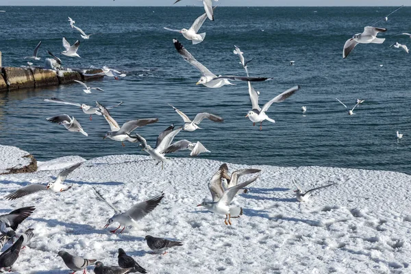 在冬季海滩寻找食物 背景为大海和蓝天上空盘旋的海鸥饿了 飞行觅食海鸟 — 图库照片