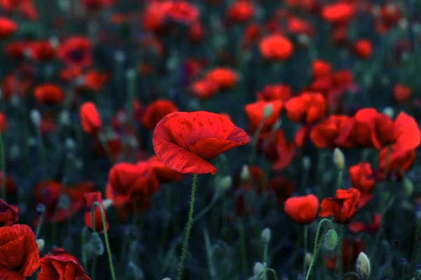 Czerwone Maki Kwiaty Kwitnąć Dzikie Pola Piękne Czerwone Maki Selektywny — Zdjęcie stockowe