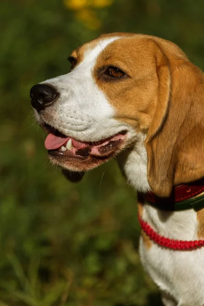 A small dog beagle puppy is sitting on the grass of the park. Portrait of a head of a charming cute beagle puppy on a grass background in a hot sunny day