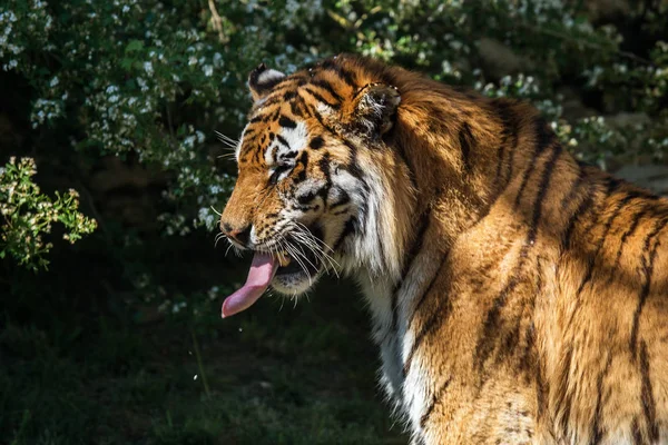 Tigre Amur Siberiano Recinto Del Zoológico Hermosos Animales Salvajes Cautiverio —  Fotos de Stock