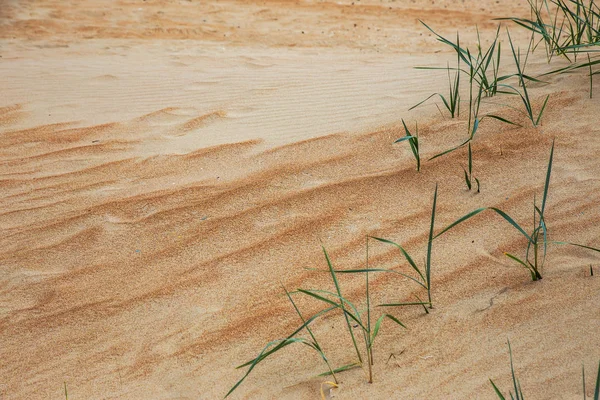 Beautiful Large Yellow Desert Sand Beach Sand Dunes Deserted Desert — Stock Photo, Image