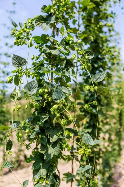 Plantacji Uprawy Chmielu Bułgarii Tysiące Roślin Głównym Surowcem Produkcji Elitarnych — Zdjęcie stockowe