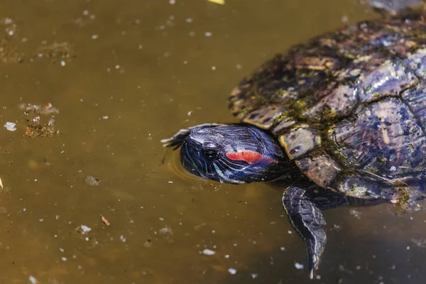 Μια Χελώνα Marsh Obaknovennaya Στο Νερό Της Λίμνης Μικρό Δάσος — Φωτογραφία Αρχείου