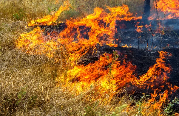 Severe Drought Forest Fires Dry Wind Completely Destroy Forest Steppe — Stock Photo, Image