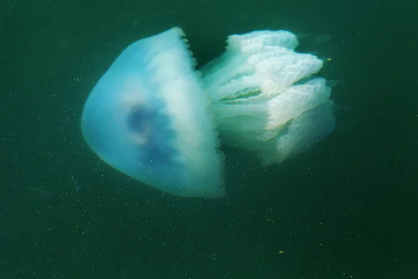 根瘤菌 一桶水母 有峡谷的水母 水母或果冻是柔软的 自由漂浮的水生动物与胶状的脐带钟和背部触角 美杜莎随波逐流 — 图库照片