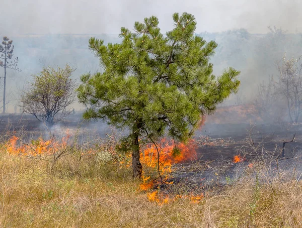 Los Incendios Forestales Viento Seco Destruyen Completamente Bosque Estepa Durante —  Fotos de Stock