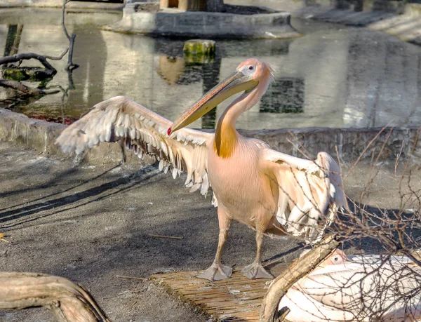 Avrupa Beyaz Pelikana Pelecanus Onocrotalus Portresi Muhteşem Kuş Tüyü Büyük — Stok fotoğraf