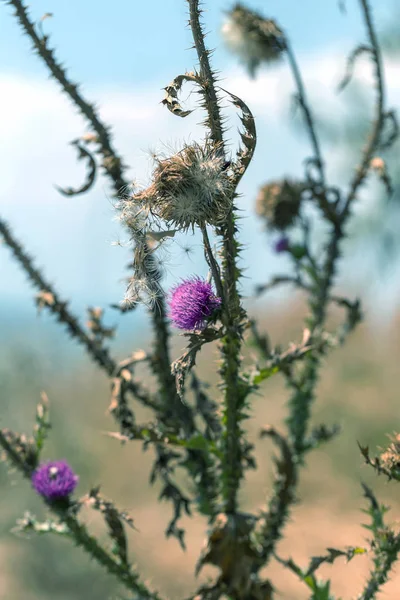 Plantas Herbáceas Milk Thistle Silybum Marianum Campo Con Poder Mariano — Foto de Stock