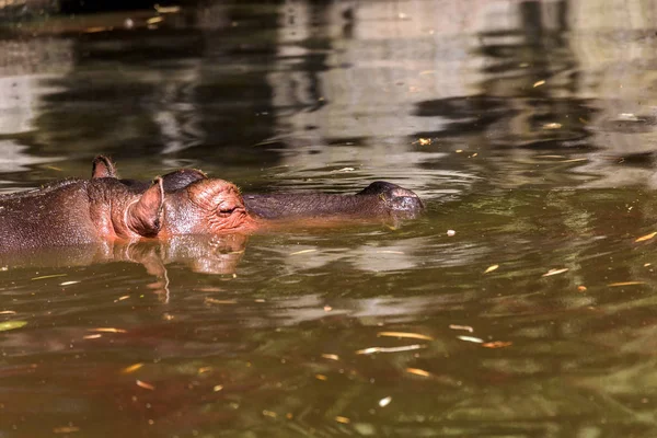 Behemoth Completamente Bañado Río Nivel Del Agua Caluroso Día Verano — Foto de Stock