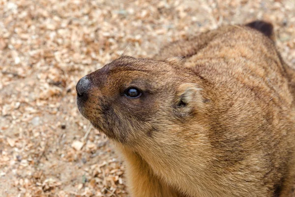Alp büyük kuş kafesi Hayvanat Bahçesi (Marmota Marmota) dağ sıçanı. Güzel gelenek - kahramanı Groundhog hava gün Groundhog öngörür.