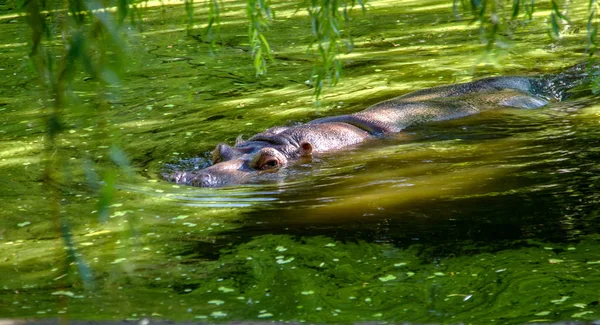 Hipopótamo Completamente Bañado Río Nivel Del Agua Caluroso Día Soleado — Foto de Stock