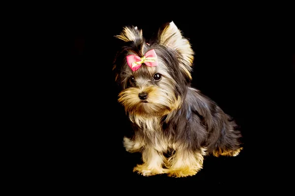 Yorkirsky Terrier Estudio Sobre Fondo Negro Encantador Con Hermoso Pelo —  Fotos de Stock