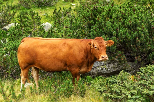 Paisaje Idílico Verano Las Montañas Con Vacas Pastando Verdes Pastos — Foto de Stock