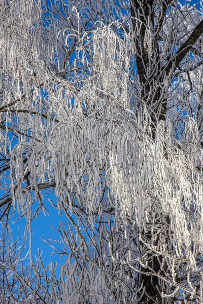 Mooie Winter Landschap Scène Achtergrond Wit Sneeuw Bedekt Bomen Ijs — Stockfoto