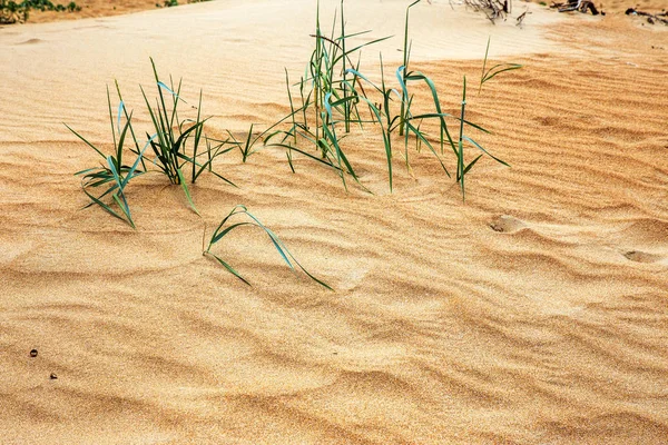 Beautiful Large Yellow Desert Sand Beach Sand Dunes Deserted Desert — Stock Photo, Image