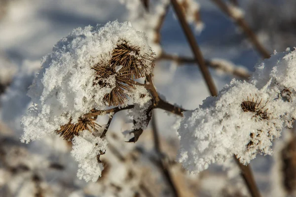 Bela Paisagem Inverno Cenário Fundo Com Neve Coberto Árvores Rio — Fotografia de Stock