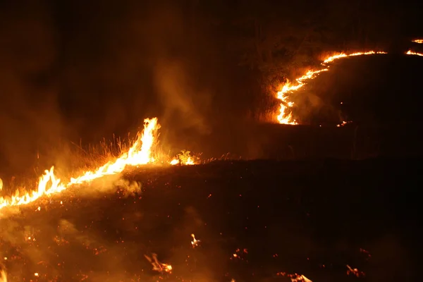 Lesní Požár Padlý Strom Shořelo Zemi Spousta Kouře Při Vildfire — Stock fotografie