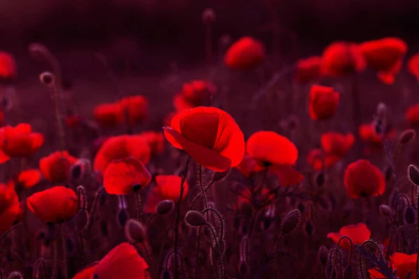 Vahşi Alanda Çiçek Kırmızı Haşhaş Çiçeği Seçici Odak Ile Güzel — Stok fotoğraf