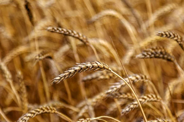 Ферма Дозріла Жовте Пшеничне Поле Готове Збору Врожаю Прекрасний Осінній — стокове фото