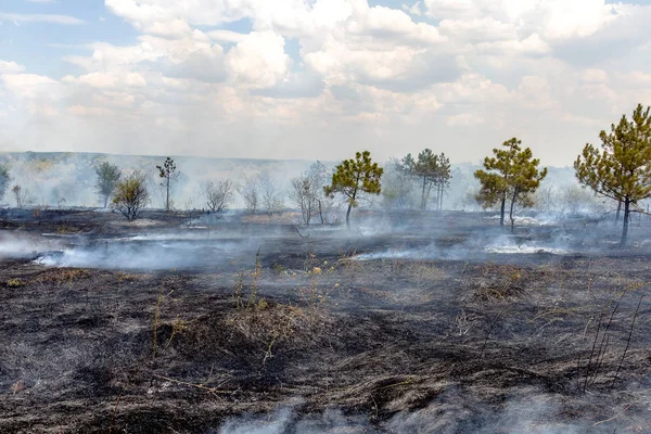 Лесные Пожары Сухие Ветры Полностью Уничтожают Лес Степь Время Сильной — стоковое фото