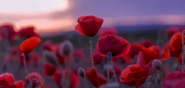 Flowers Red Poppies Blossom Wild Field Beautiful Field Red Poppies — Stock Photo, Image