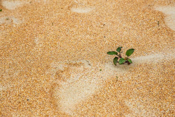 Beautiful Large Yellow Desert Sand Beach Sand Dunes Deserted Desert — Stock Photo, Image