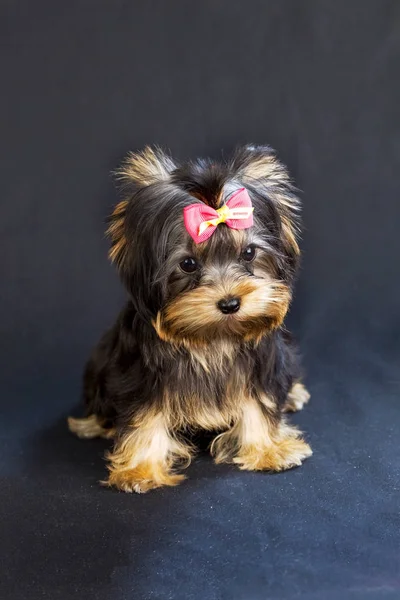 Yorkirsky Terrier Estudio Sobre Fondo Negro Encantador Con Hermoso Pelo —  Fotos de Stock