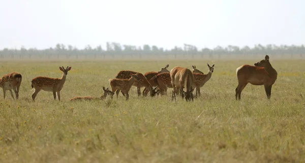 Eine Herde Gefleckter Hirsche Einer Wilden Natursteppe Hirsch Cervus Nippon — Stockfoto