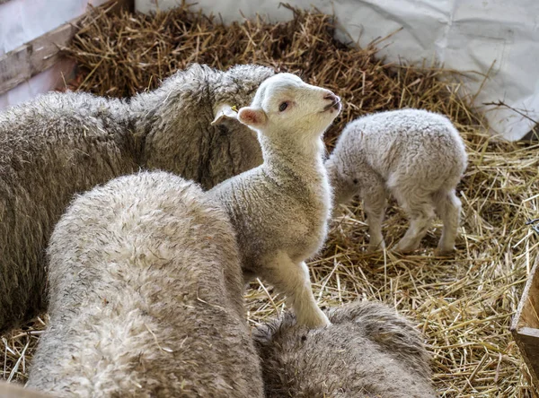 Curious Beautiful Shorn Sheep Lamb Hay Pen Domestic Farm Animals — Stock Photo, Image
