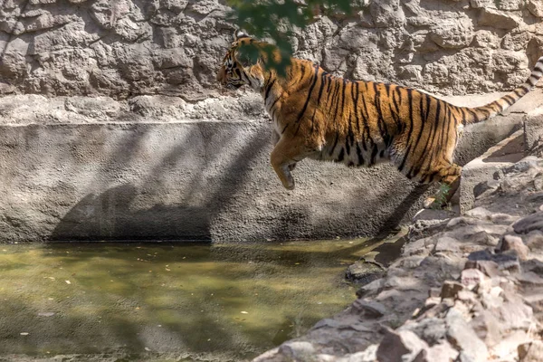 Ussuri Bengal Tiger Cage Zoo Created Natural Habitat Wild Predatory — Stock Photo, Image