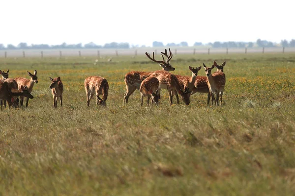 Una Manada Ciervos Manchados Una Estepa Salvaje Ciervo Cervus Nippon —  Fotos de Stock