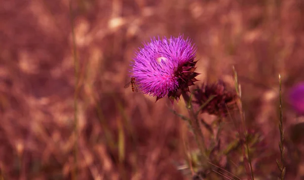 Blessed flowers of milk thistle, close-up. Milk thistle, Milk thistle, Marie Scottish thistle, Mary Thistle, Marian Cardus. Milk thistle flowers toned in a fashionable color tone treatment