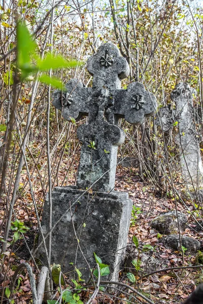 Teppich Lila Chrysanthemenblumen Hintergrund Selektiver Fokus Fokus Floraler Hintergrund Für — Stockfoto