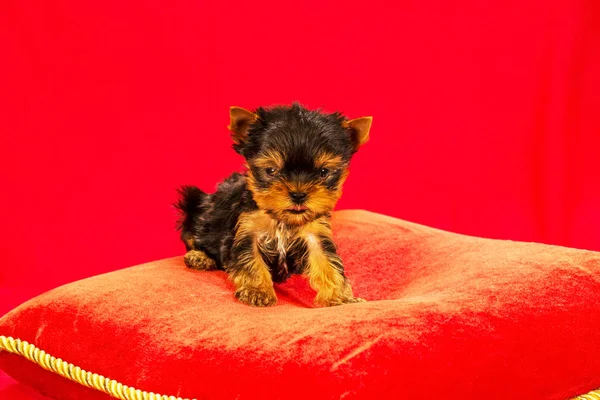 Yorkirsky Terrier Estudio Sobre Fondo Negro Encantador Con Hermoso Pelo —  Fotos de Stock