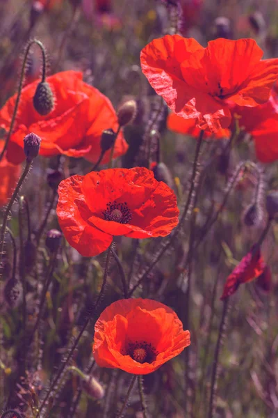 Червоні Макові Квіти Весняному Полі Яскравий Сонячний День — стокове фото