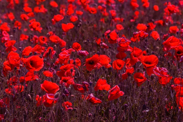 Parlak Güneşli Bir Günde Bahar Tarlasında Kırmızı Gelincik Çiçekleri — Stok fotoğraf
