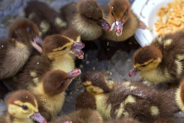 Fazenda Reprodução Venda Patinhos Pequenos Patinhos Uma Caixa Durante Alimentação — Fotografia de Stock