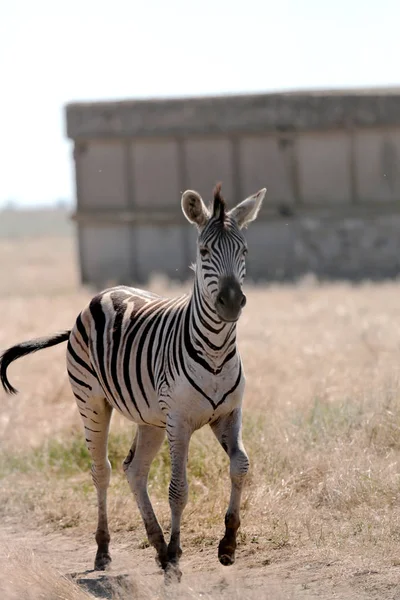 Pâturage Zèbre Sur Les Pâturages Vivo Safari Dans Désert National — Photo