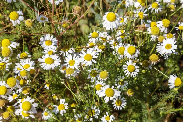 Çiçek açıyor. Papatya çayı. Çiçekli papatya tarlası, papatya çiçekleri. Doğal bitkisel tedavi.