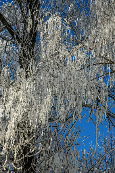 Schöne Winterlandschaft Szene Hintergrund Mit Schneebedeckten Bäumen Und Eis Fluss — Stockfoto