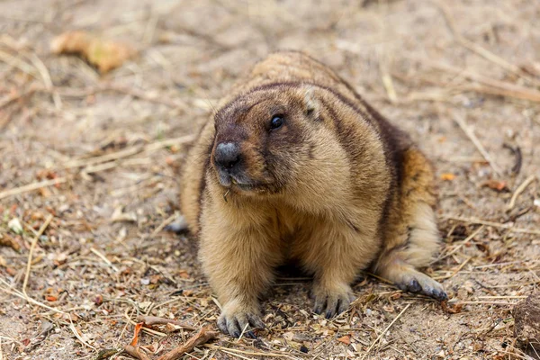 Alp büyük kuş kafesi Hayvanat Bahçesi (Marmota Marmota) dağ sıçanı. Güzel gelenek - kahramanı Groundhog hava gün Groundhog öngörür.