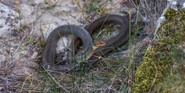 Serpente Barriga Amarela Banhar Sol Numa Fenda Pedra Maior Cobra — Fotografia de Stock