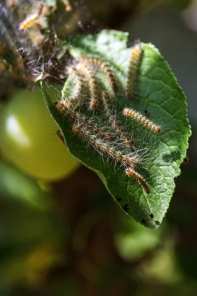 Tırtıllar ağaçta kozalar yaptılar. Tırtıllar ağaçtaki tüm yaprakları yediler ve kozadaki ağ dallarını sardılar. Kelebek tırtılı koza içinde çürüyen ağacın dallarında. Tarım Böcekleri