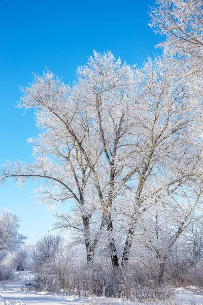 Güzel kış manzara sahne arka plan zekâ kar ağaçlar ve buz nehir kaplı. Güzellik güneşli kış zemin. Harikalar. Snowy orman ayaz ağaçlarda. Sakin kış doğa güneş ışığı altında