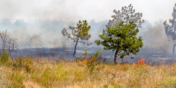 Los Incendios Forestales Viento Seco Destruyen Completamente Bosque Estepa Durante —  Fotos de Stock