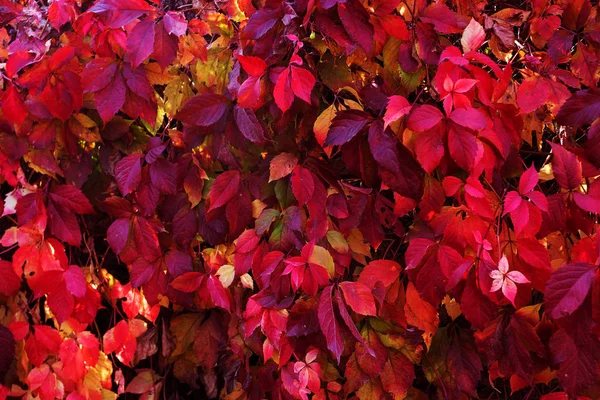 Yabani üzüm kırmızı sonbahar yaprakları çite as. Kırmızı tonlarında sembolik arka plan doldurarak olarak yaprakları güzel sonbahar kökenli. yaprakları sayesinde güneş; Takvim için sonbahar süsleme