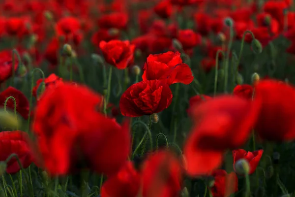 Blüht Roter Mohn Auf Wildem Feld Schöne Rote Feldmohn Mit — Stockfoto